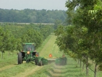 Harvesting Hay in between rows