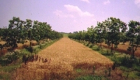 Pecan trees and wheat