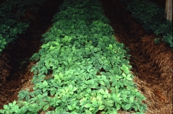 Ginseng in bed setting