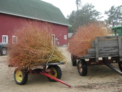 Curly willow on a wagon