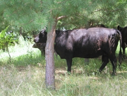 Cattle among pines