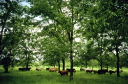 Cattle and pecans