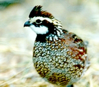 Quail