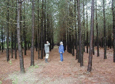 12 year old loblolly pines