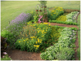 Pine Straw as Mulch