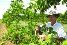 Black Walnut